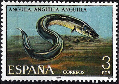 2405 Fauna Hispánica. Anguila.