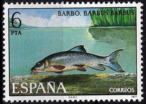 2407 Fauna Hispánica. Barbo.
