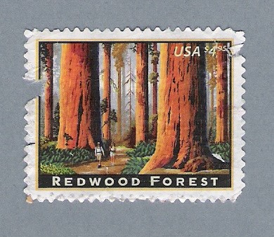 Redwood Forest