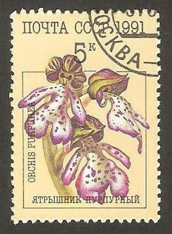 flora, orchis purpurea