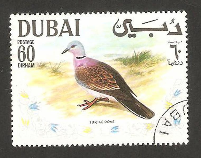 Dubai, ave turtle dove