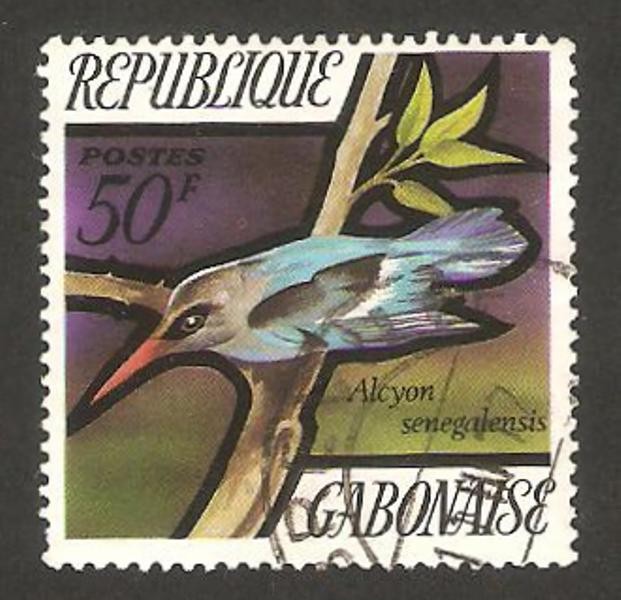 pájaro, alcyon senegalensis