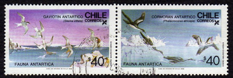 Gaviotin y Cormoran Antartico