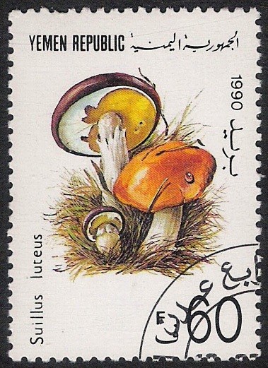 SETAS:263.002  Suillus luteus