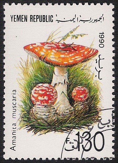 SETAS:263.005  Amanita muscaria