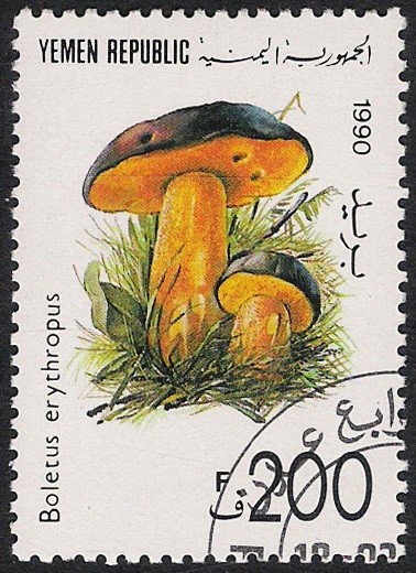 SETAS:263.006  Boletus erythropus