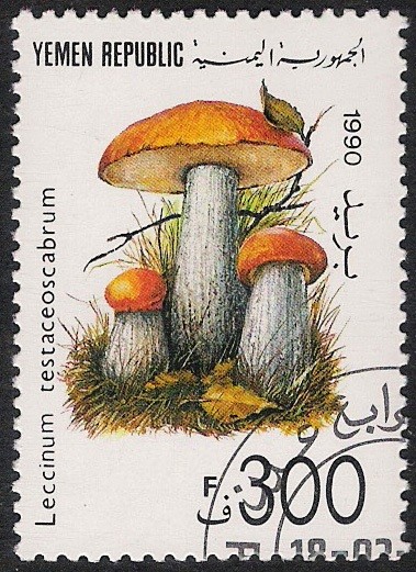 SETAS:263.007  Leccinum testaceoscabrum