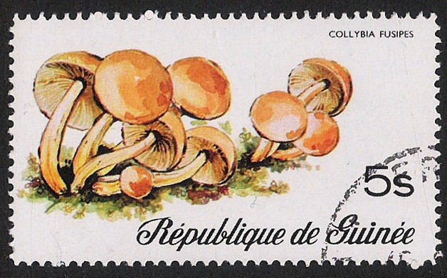 SETAS-HONGOS: 1.160.001,00-Collybia fusipes