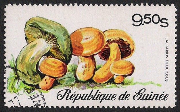 SETAS-HONGOS: 1.160.004,00-Lactarius deliciosus