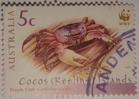 Pirlpe crab