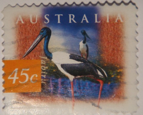 Jabiru