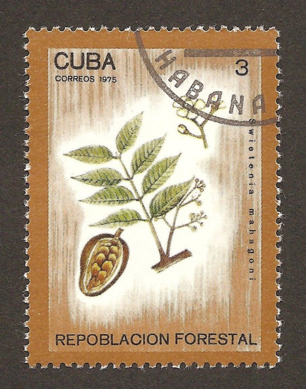 repoblación forestal