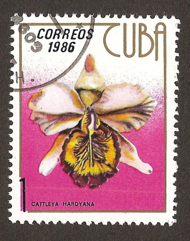 orquídeas