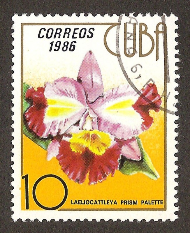 orquídeas