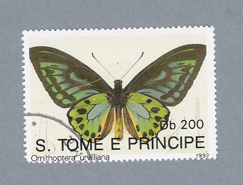 Mariposas Ornithoptera Urviliana