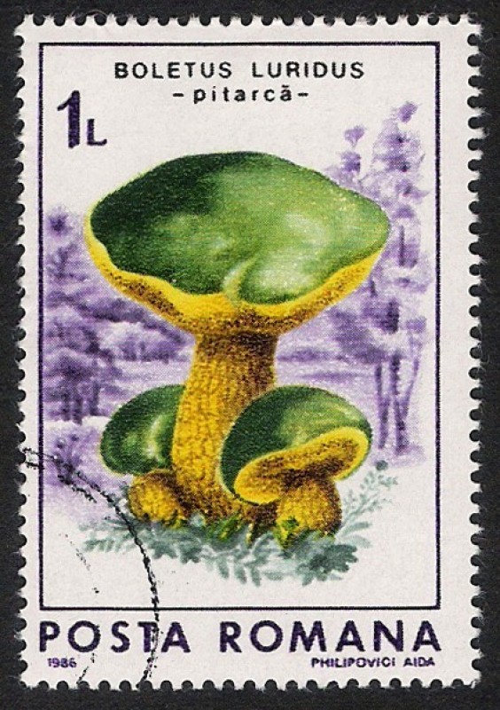 SETAS-HONGOS: 1.213.022,01-Boletus luridus -Dm.986.69-Y&T.3697-Mch.4289-Sc.3406