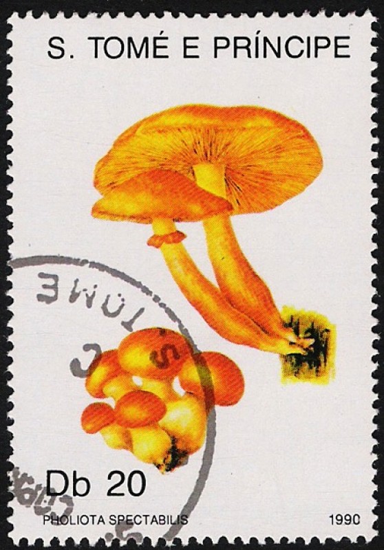 SETAS:220.032(3)D.990.39-Y.988-M.1186-S.940-Pholiota spectabilis