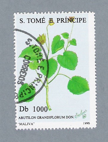 Abutilon Grandiflorum  