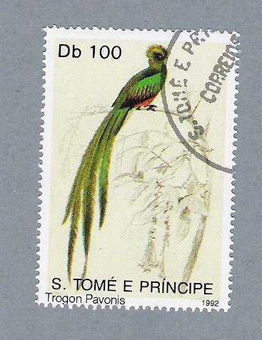 Trogon Pavonis