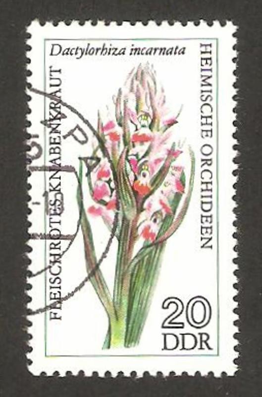 orquidea, dactylorhiza incarnata