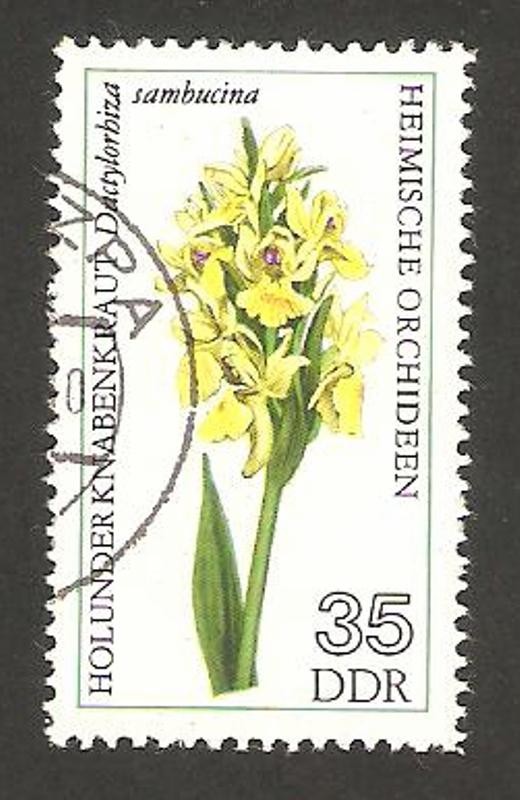 1814 - orquídea, dactylorhiza sambucina