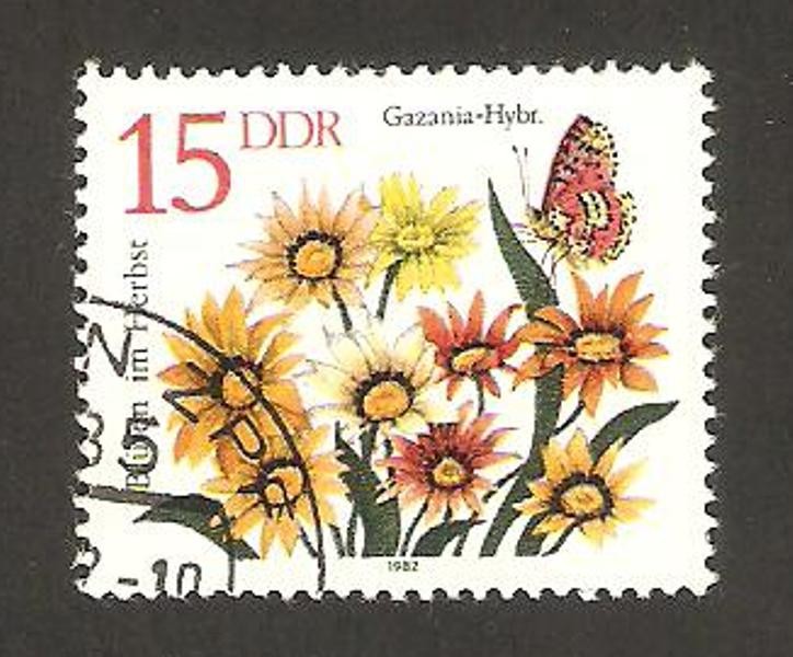 flores, gazania- hybriden
