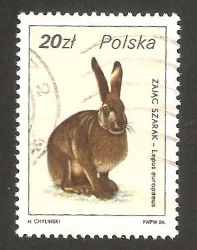 fauna, lepus europaeus