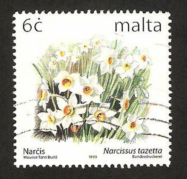 flores, narcissus tazetta