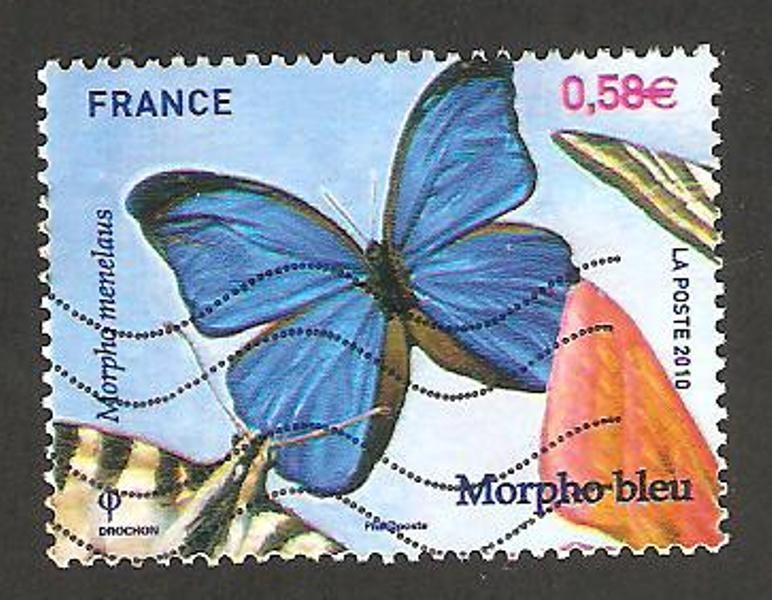 mariposa morpho menelaus