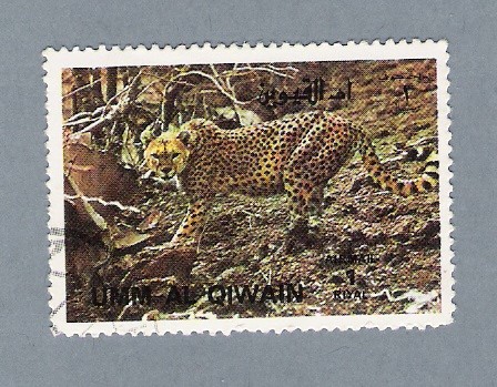 Leopardo