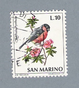 Pajarito