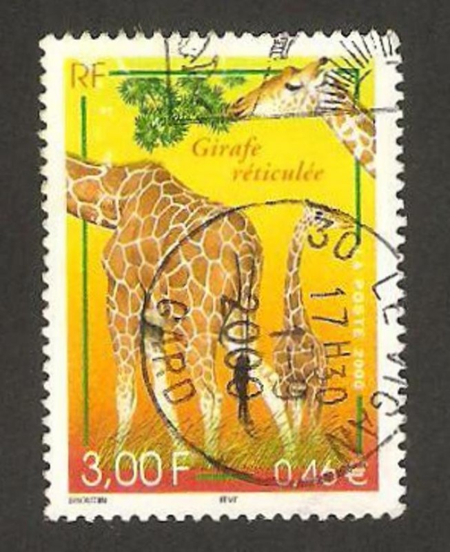 fauna y flora, jirafa
