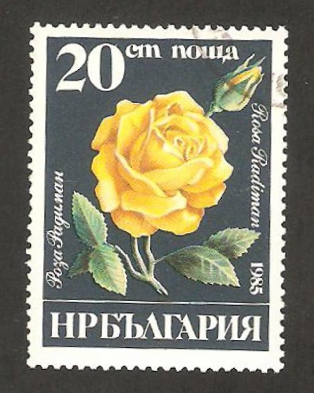 2931 - Flor, Rosa radiman