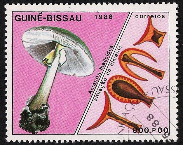SETAS-HONGOS: 1.161.015,00-Amanita phalloides