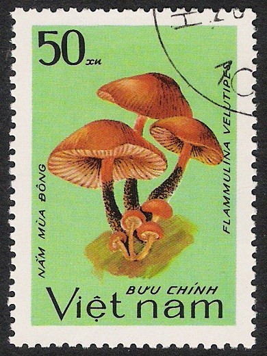 SETAS:261.002(1)D.983.97-Y.453-M.1372-S.1324-Pleurotus ostreatus