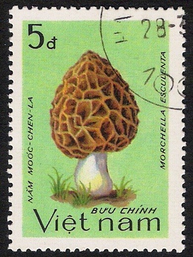 SETAS:261.007(1)D.983.102-Y.458-M.1377-S.1329 Morchella sculenta
