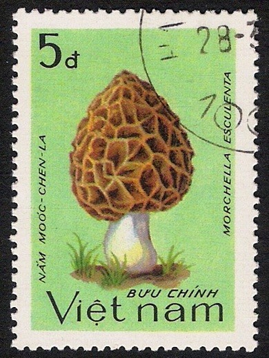 SETAS:261.007(1)D.983.102-Y.458-M.1377-S.1329 Morchella sculenta