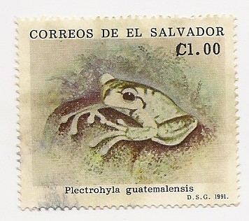 Plectrohyla Guatemalensis