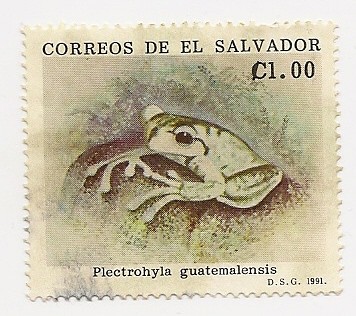 Plectrohyla Guatemalensis