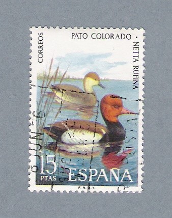 Pato Colorado