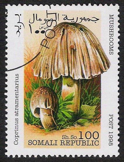 SETAS:229.001 Coprinus atramentarius