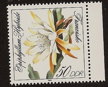 Flores -  Franzisco  Epiphyllum Hybride