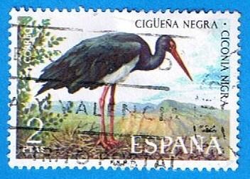 Cigueña Negra