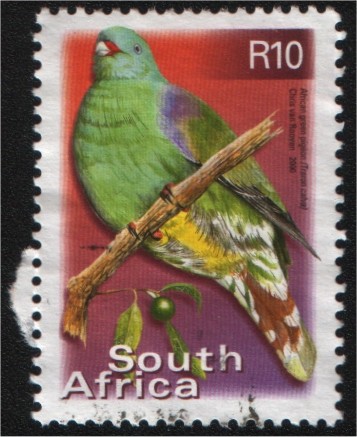 African green pigeon