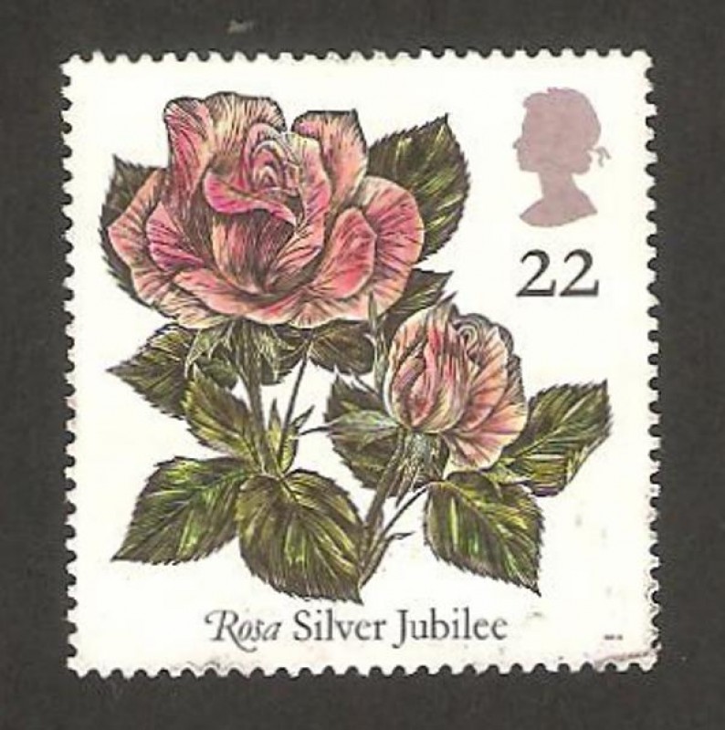 1551 - Rosa Silver Jubilee