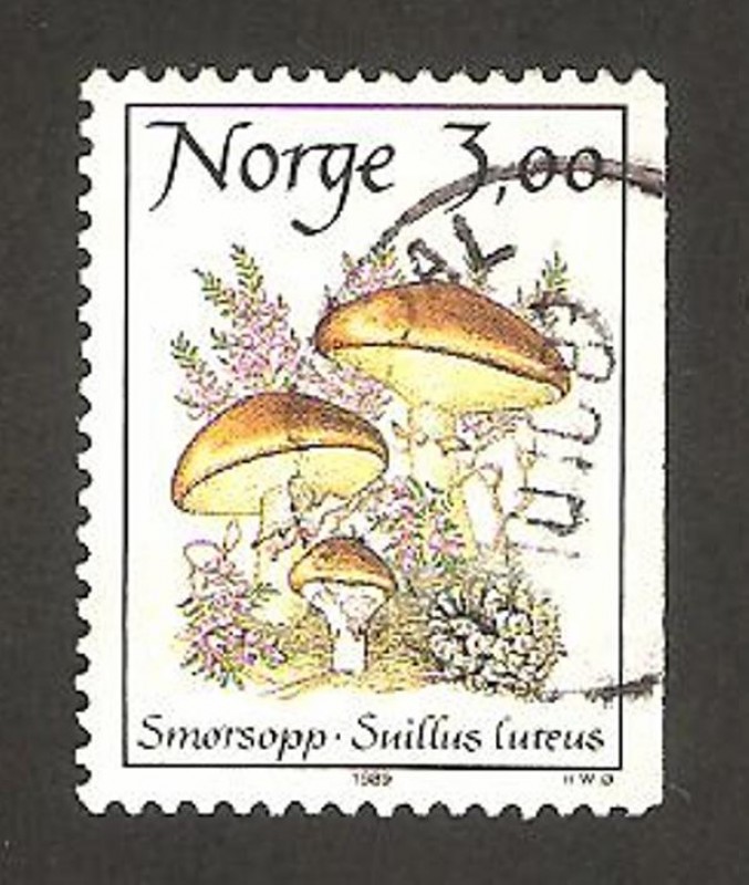 champiñon, suillus luteus