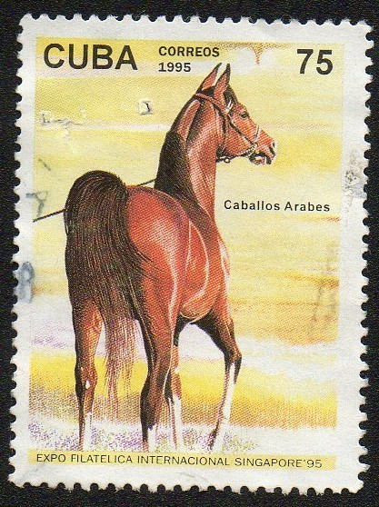 Caballo árabe
