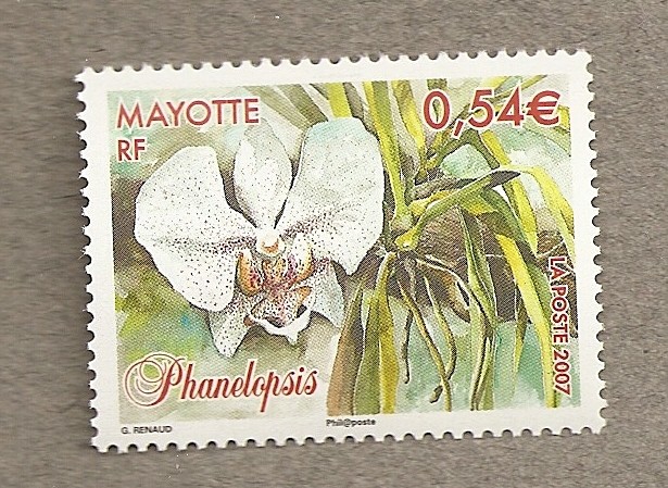 Phanelopsis