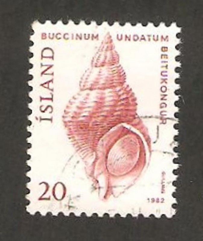 caracola, buccinum undatum