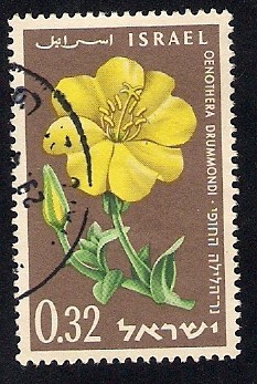 Oenothera Drummondi